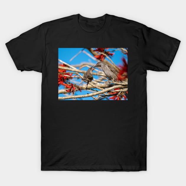 Little Wattle Birds: Feeding Time T-Shirt by AndrewGoodall